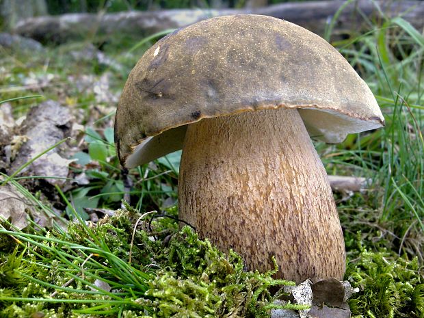 hríb bronzový Boletus aereus Bull. ex Fr.