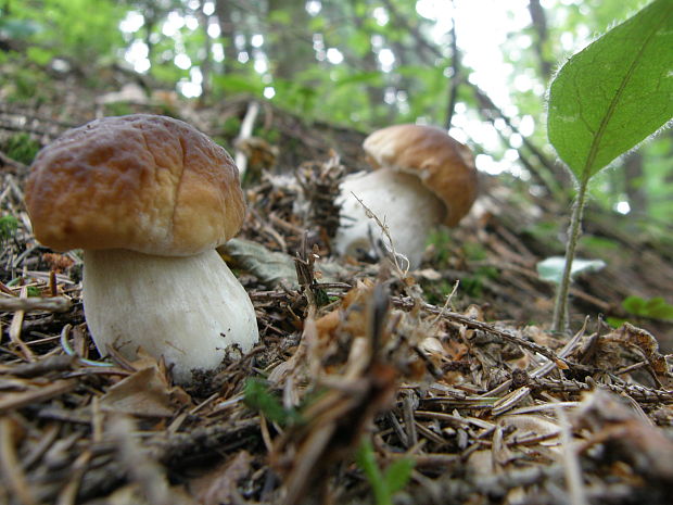 hríb smrekový Boletus edulis Bull.