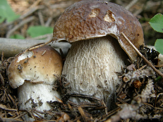 hríb smrekový Boletus edulis Bull.