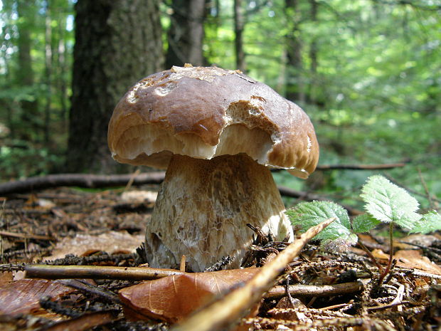 hríb smrekový Boletus edulis Bull.