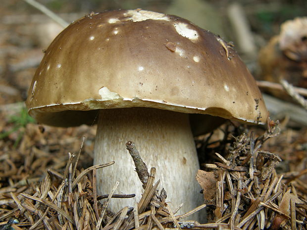 hríb smrekový Boletus edulis Bull.