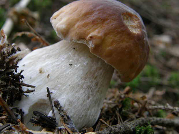 hríb smrekový Boletus edulis Bull.