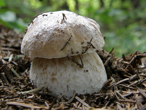 hríb smrekový Boletus edulis Bull.