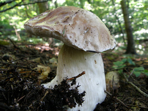 hríb smrekový Boletus edulis Bull.