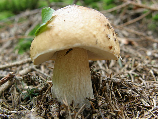 hríb smrekový Boletus edulis Bull.