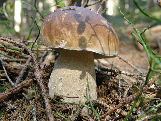 hríb smrekový Boletus edulis Bull.