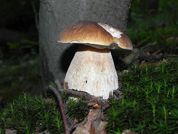 hríb smrekový Boletus edulis Bull.