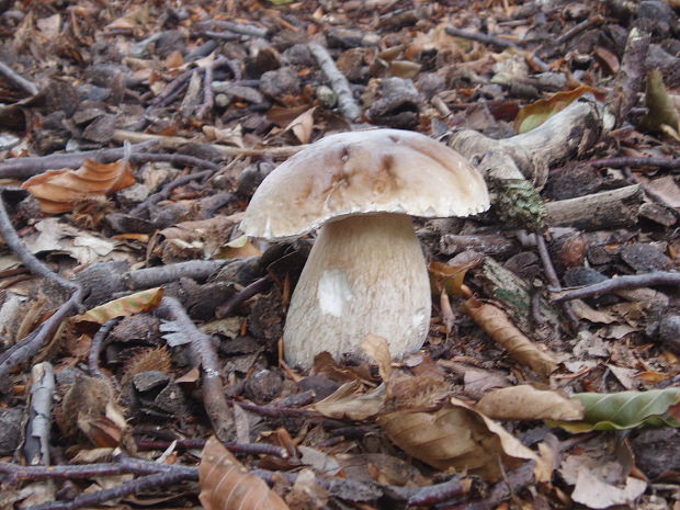 hríb smrekový Boletus edulis Bull.