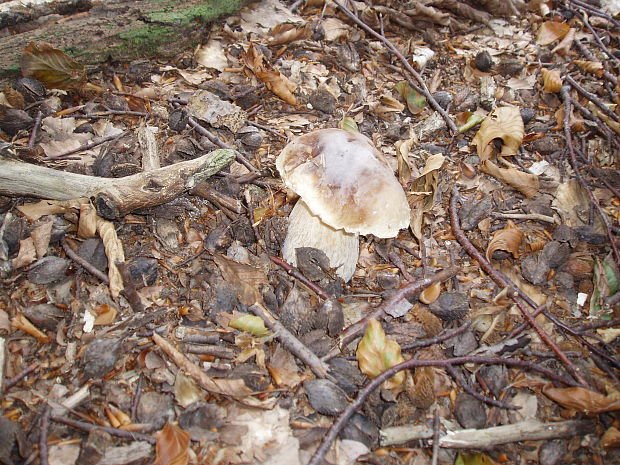 hríb smrekový Boletus edulis Bull.