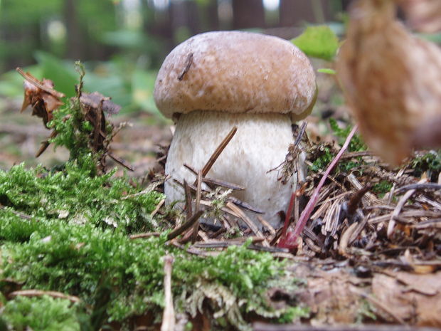 hríb smrekový Boletus edulis Bull.