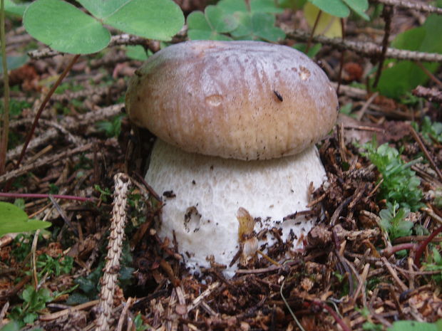 hríb smrekový Boletus edulis Bull.