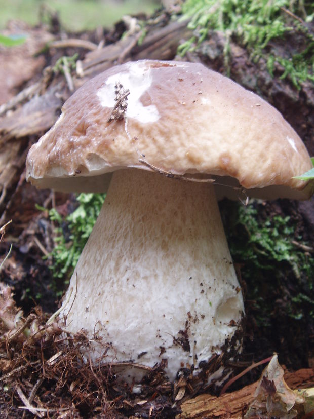 hríb smrekový Boletus edulis Bull.