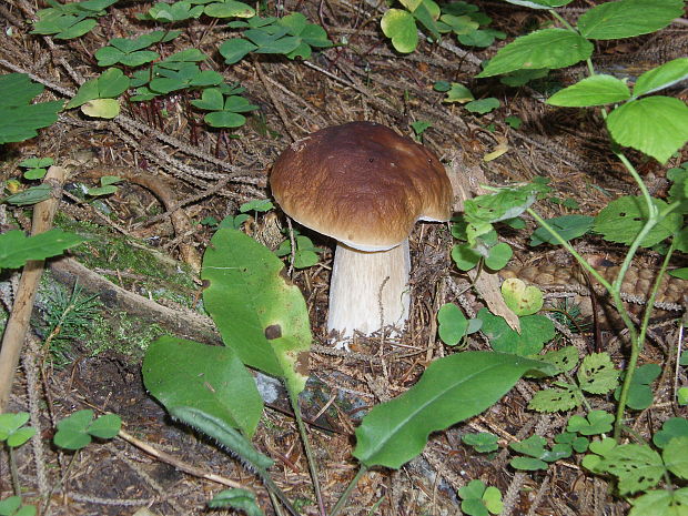 hríb smrekový Boletus edulis Bull.