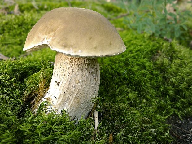 hríb smrekový Boletus edulis Bull.