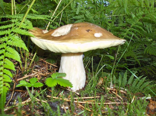 hríb smrekový Boletus edulis Bull.