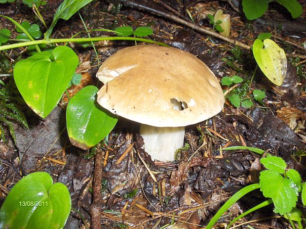 hríb smrekový Boletus edulis Bull.