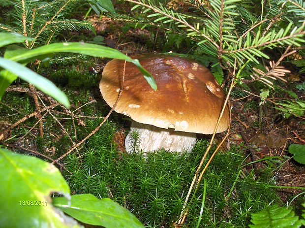 hríb smrekový Boletus edulis Bull.