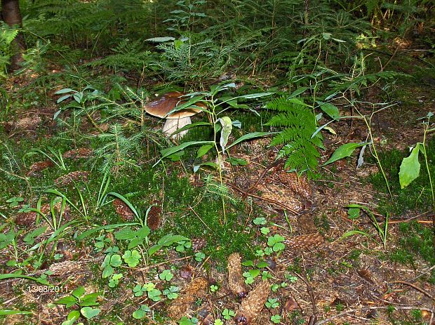 hríb smrekový Boletus edulis Bull.