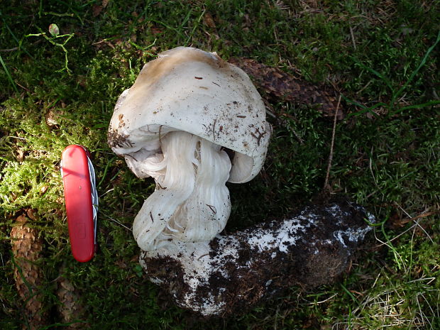 hríb smrekový Boletus edulis Bull.