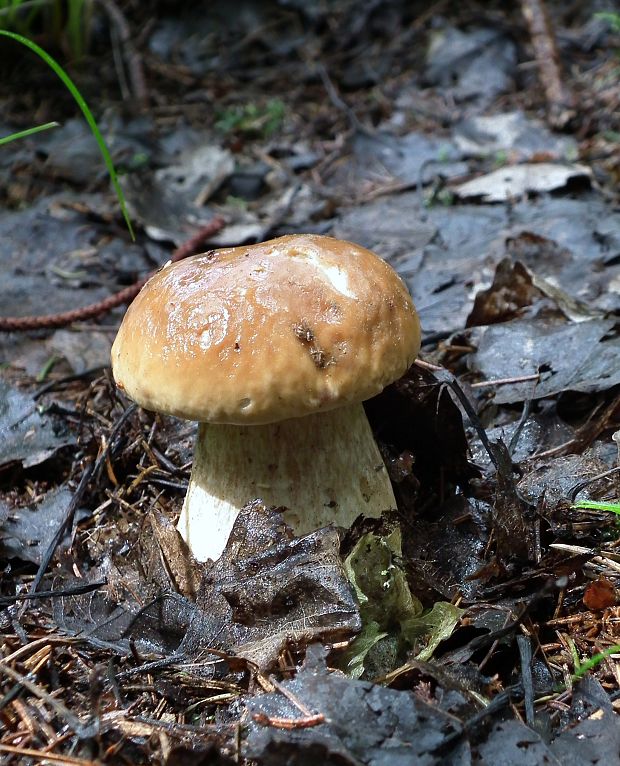 hríb smrekový Boletus edulis Bull.