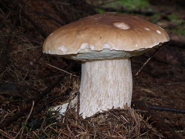 hríb smrekový Boletus edulis Bull.