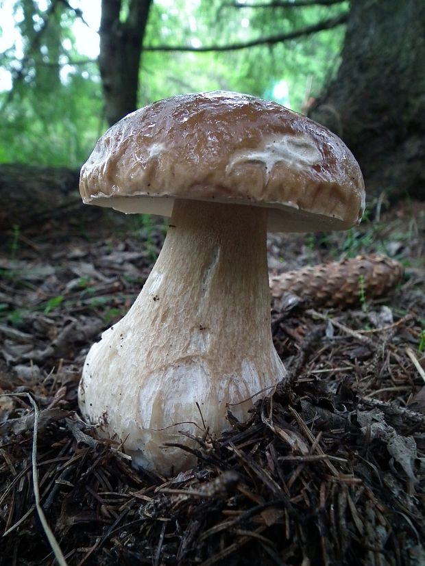 hríb smrekový Boletus edulis Bull.