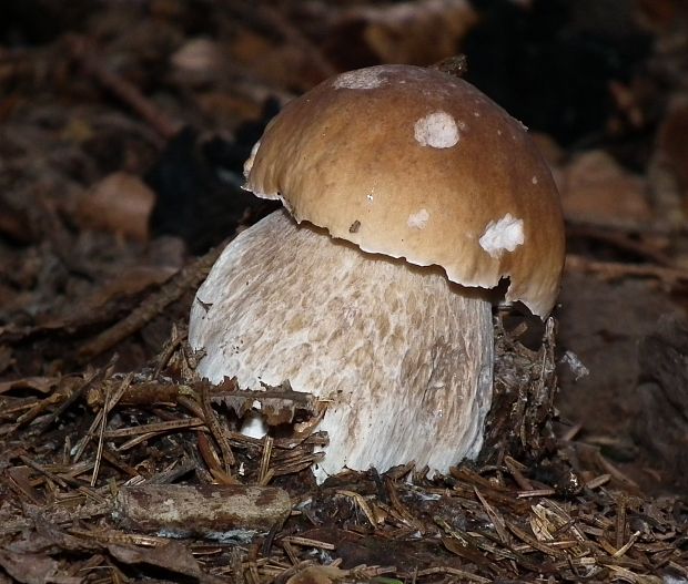 hríb smrekový Boletus edulis Bull.