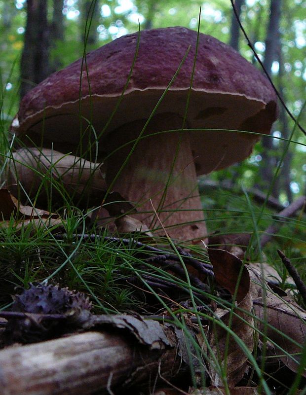 hríb sosnový Boletus pinophilus Pil. et Dermek in Pil.