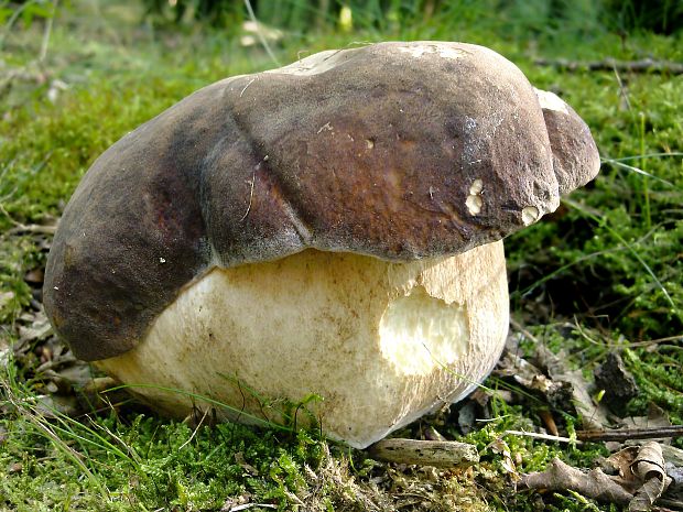 hríb sosnový Boletus pinophilus Pil. et Dermek in Pil.