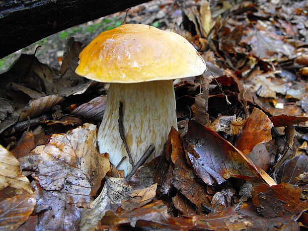 hríb dubový Boletus reticulatus Schaeff.