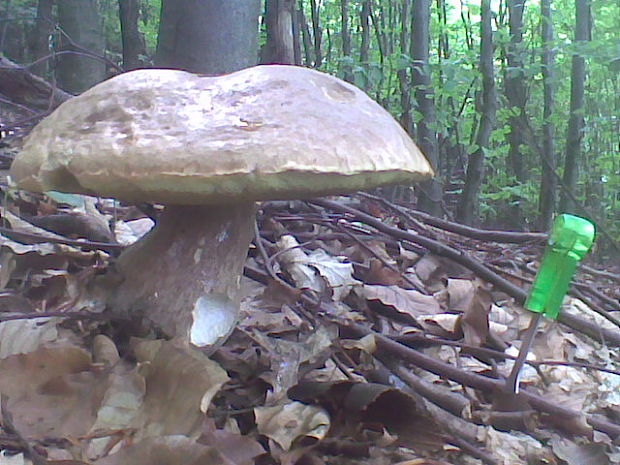 hríb dubový Boletus reticulatus Schaeff.