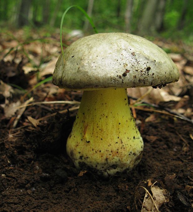 hríb striebristý Butyriboletus fechtneri (Velen.) D. Arora & J.L. Frank