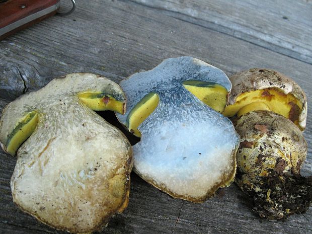 hríb striebristý Butyriboletus fechtneri (Velen.) D. Arora & J.L. Frank