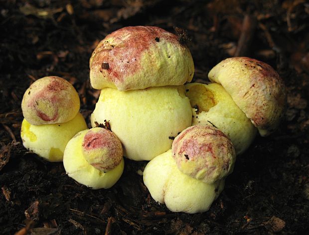 hríb kráľovský Butyriboletus regius (Krombh.) D. Arora & J.L. Frank