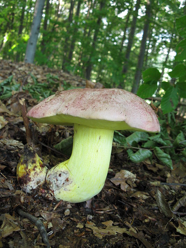 hríb kráľovský Butyriboletus regius (Krombh.) D. Arora & J.L. Frank