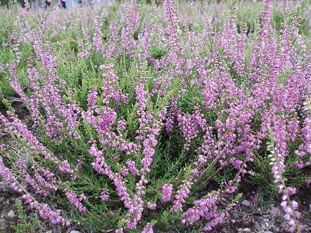 vres obyčajný Calluna vulgaris (L.) Hull