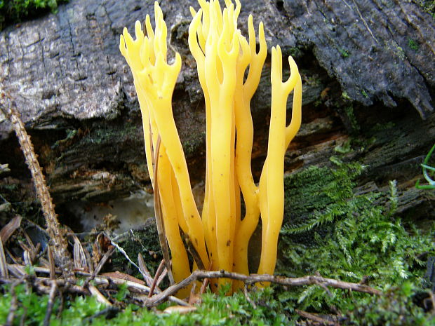 parôžkovec lepkavý Calocera viscosa (Pers.) Fr.