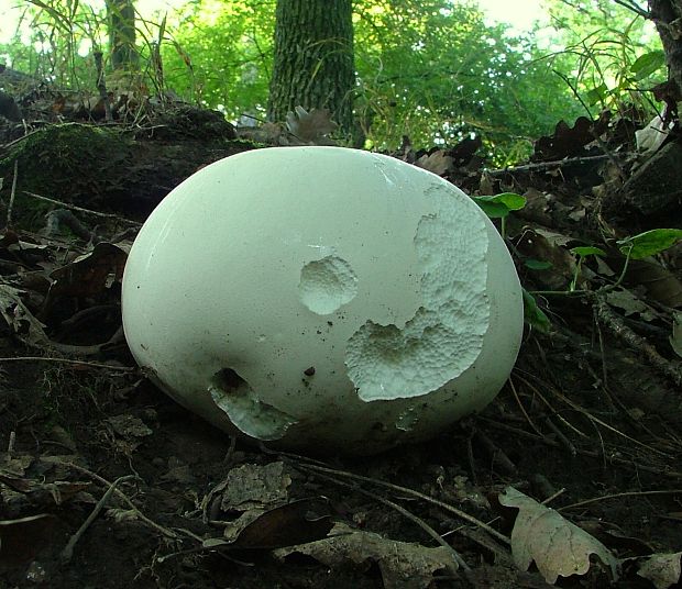 vatovec obrovský Calvatia gigantea (Batsch) Lloyd