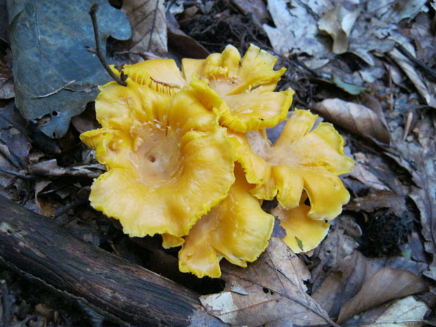 kuriatko Cantharellus sp.