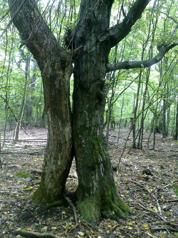 hrab obyčajný  Carpinus betulus L.