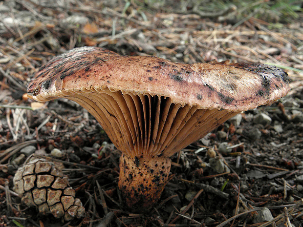 sliziak lepkavý Chroogomphus rutilus (Schaeff.) O.K. Mill.