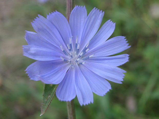 čakanka obyčajná Cichorium intybus L.