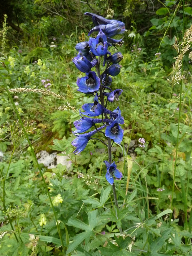 stračonôžka vysoká Delphinium elatum L.