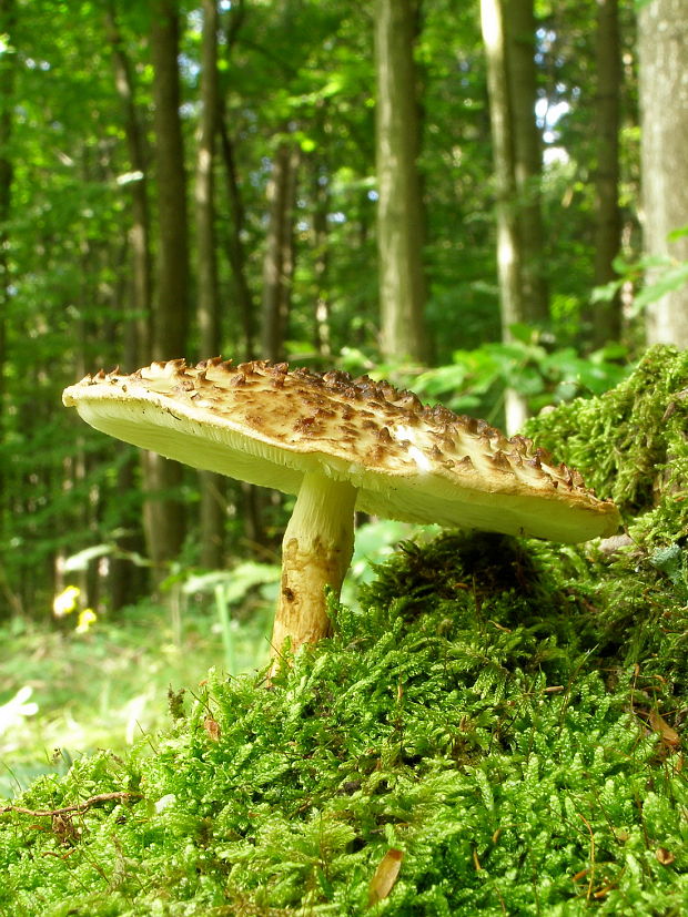 bedlička ostrošupinatá Echinoderma asperum (Pers.) Bon