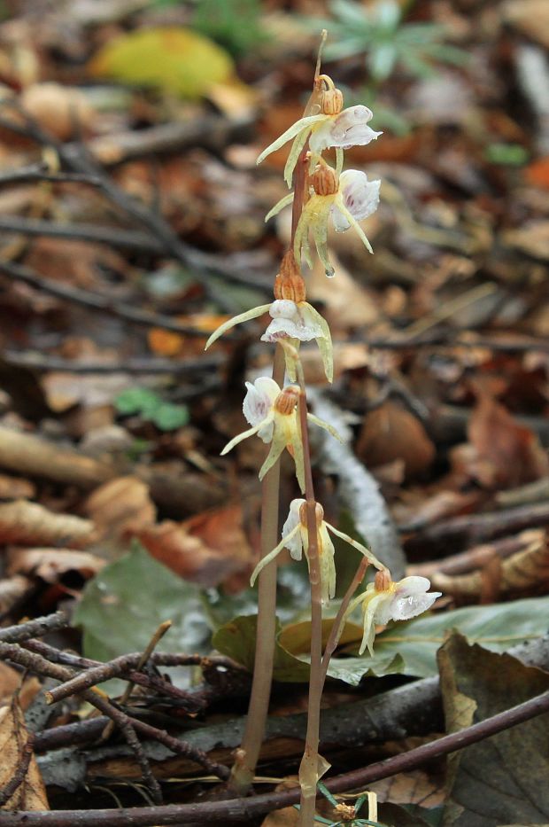 sklenobyľ bezlistá Epipogium aphyllum (F.W. Schmidt) Swartz