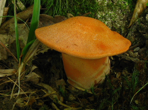 pečeňovec dubový Fistulina hepatica (Schaeff.) With.