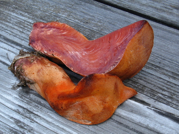 pečeňovec dubový Fistulina hepatica (Schaeff.) With.