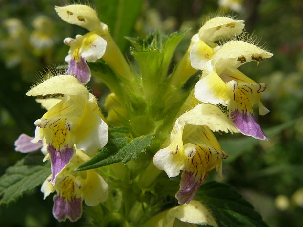 konopnica úhľadná Galeopsis speciosa Mill.