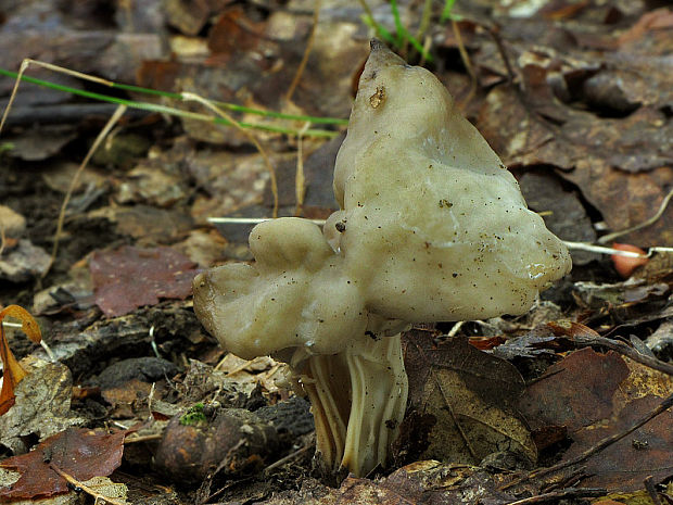 chriapač jamkatý Helvella lacunosa Afzel.