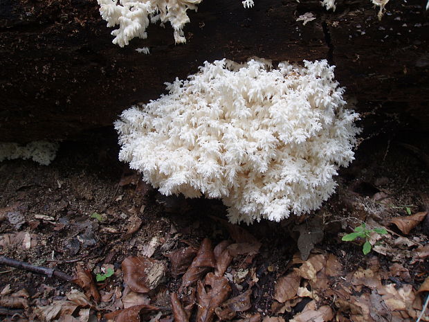 koralovec bukový Hericium coralloides (Scop.) Pers.